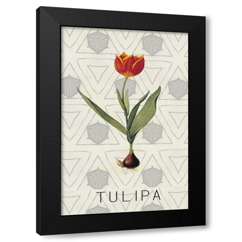 Tulipa Black Modern Wood Framed Art Print with Double Matting by Waltz, Anne
