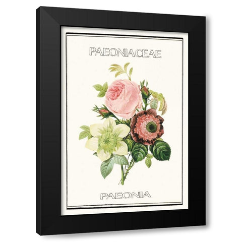 Paeno rose Black Modern Wood Framed Art Print by Waltz, Anne