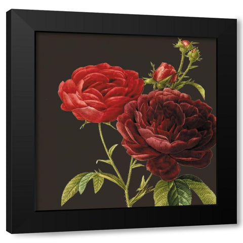 Classic rose Black Modern Wood Framed Art Print by Waltz, Anne