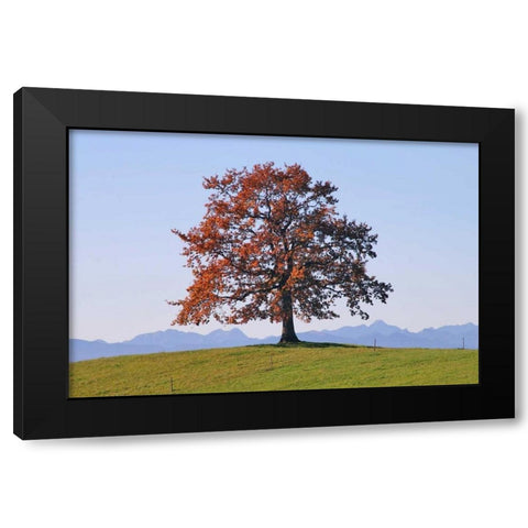 Der Baum Black Modern Wood Framed Art Print by Rossmeissl, Gerhard