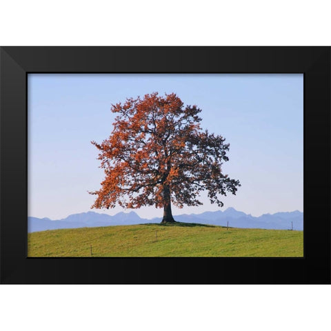 Der Baum Black Modern Wood Framed Art Print by Rossmeissl, Gerhard