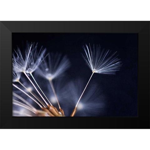 Anmut Black Modern Wood Framed Art Print by Rossmeissl, Gerhard