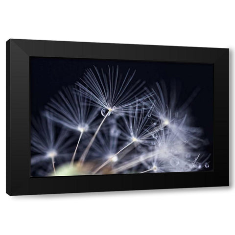 Schonheit Black Modern Wood Framed Art Print by Rossmeissl, Gerhard