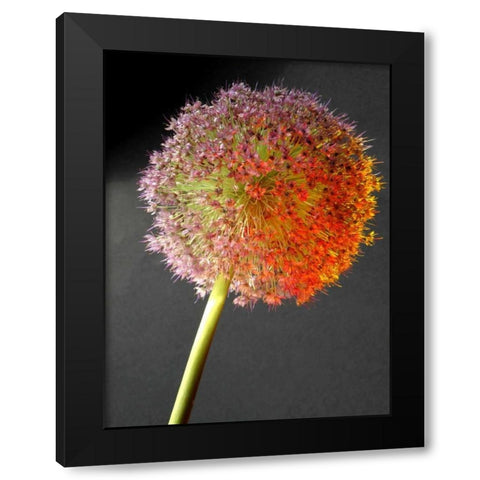 Naturform 2 Black Modern Wood Framed Art Print by Weissing, Gerd