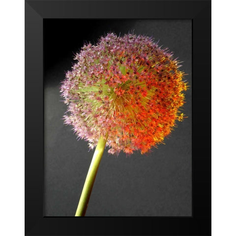 Naturform 2 Black Modern Wood Framed Art Print by Weissing, Gerd