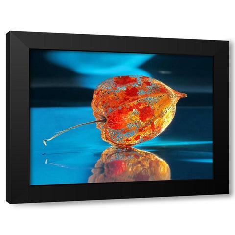 Ballonblume Black Modern Wood Framed Art Print by Weissing, Gerd