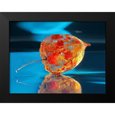 Ballonblume Black Modern Wood Framed Art Print by Weissing, Gerd