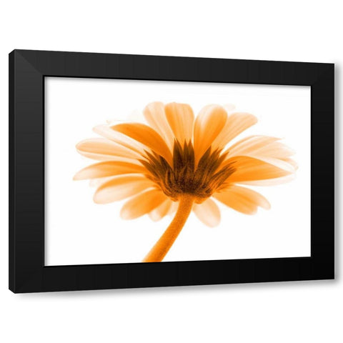 Lichtbote I Black Modern Wood Framed Art Print with Double Matting by Riedt, Kirsten