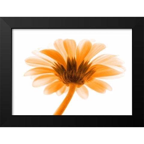 Lichtbote I Black Modern Wood Framed Art Print by Riedt, Kirsten