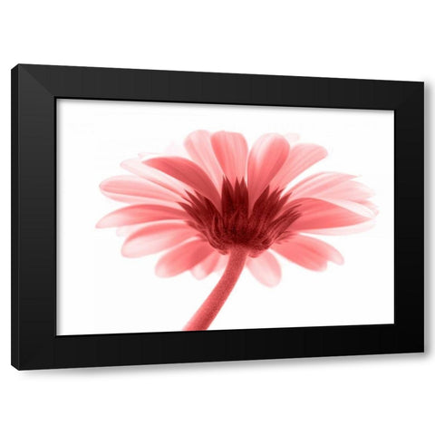 Lichtbote III Black Modern Wood Framed Art Print with Double Matting by Riedt, Kirsten