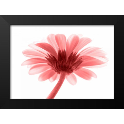 Lichtbote III Black Modern Wood Framed Art Print by Riedt, Kirsten