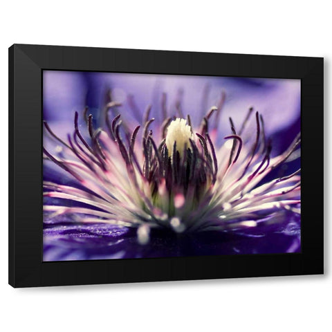 Purple melody Black Modern Wood Framed Art Print with Double Matting by Riedt, Kirsten