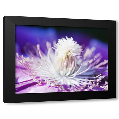 White and purple Black Modern Wood Framed Art Print with Double Matting by Riedt, Kirsten