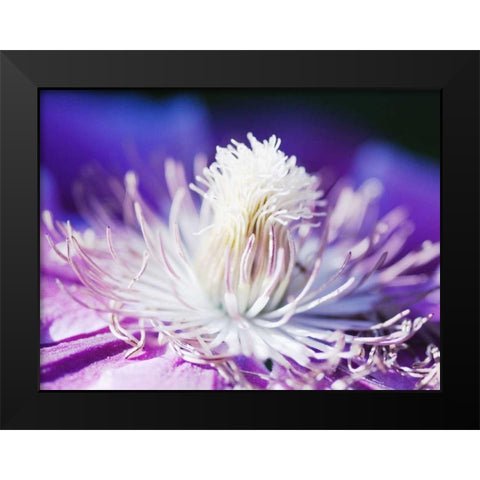 White and purple Black Modern Wood Framed Art Print by Riedt, Kirsten