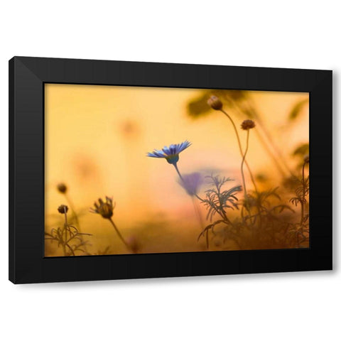 Moments of summer Black Modern Wood Framed Art Print with Double Matting by Riedt, Kirsten