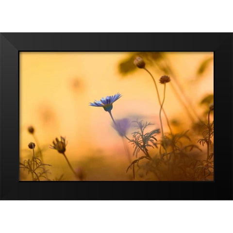 Moments of summer Black Modern Wood Framed Art Print by Riedt, Kirsten