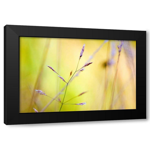 Wild summer II Black Modern Wood Framed Art Print with Double Matting by Riedt, Kirsten