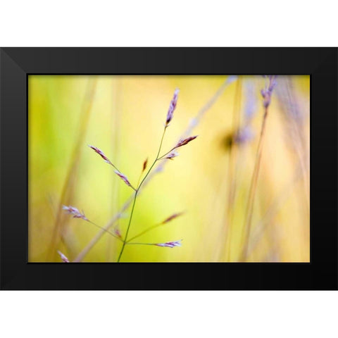 Wild summer II Black Modern Wood Framed Art Print by Riedt, Kirsten