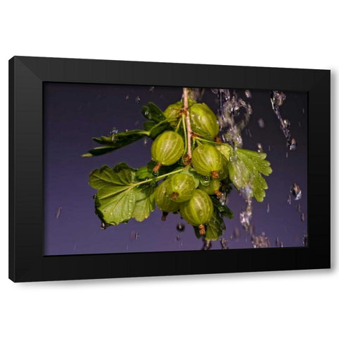 Stachelbeere Black Modern Wood Framed Art Print with Double Matting by Riedt, Kirsten