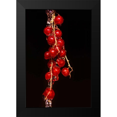 Johannisbeere Black Modern Wood Framed Art Print by Riedt, Kirsten