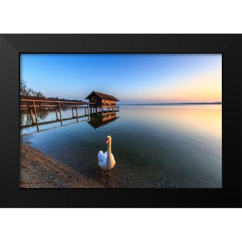 Schwan am Ammersee Black Modern Wood Framed Art Print by Scholz, Markus