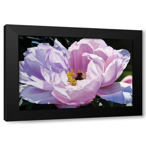 The Awakening Black Modern Wood Framed Art Print by Schuh, Michael