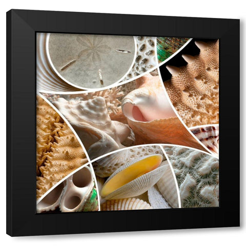 Patch Shells Black Modern Wood Framed Art Print with Double Matting by Scaroni, Roberto