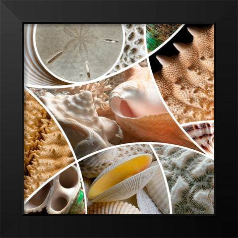 Patch Shells Black Modern Wood Framed Art Print by Scaroni, Roberto