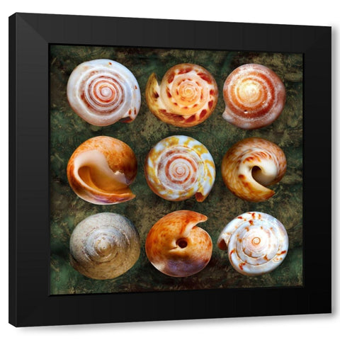 Shellspiral2 Black Modern Wood Framed Art Print with Double Matting by Scaroni, Roberto