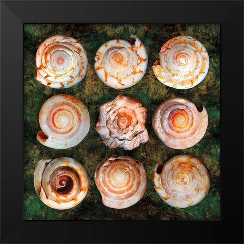 Shellspiral3 Black Modern Wood Framed Art Print by Scaroni, Roberto