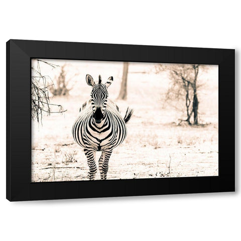 Zebra I Black Modern Wood Framed Art Print with Double Matting by Seifinger, Toby