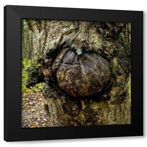Burl 2 Black Modern Wood Framed Art Print with Double Matting by Stalowy, John