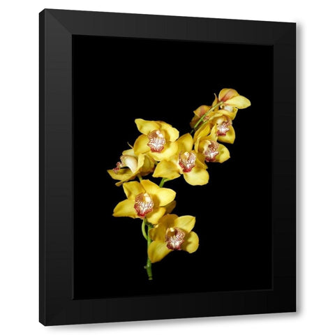 Cymbidium Black Modern Wood Framed Art Print with Double Matting by Stalowy, John