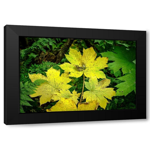 Fall Leaves Black Modern Wood Framed Art Print by Stalowy, John