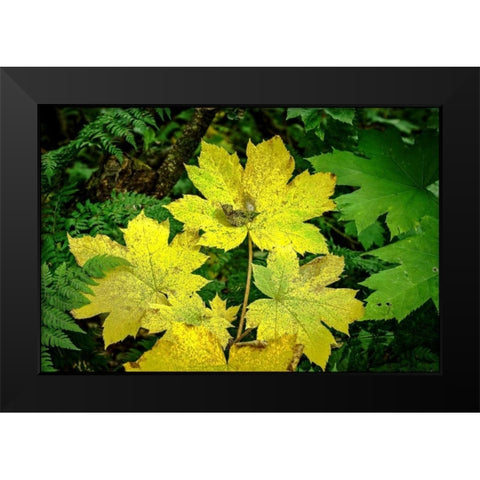 Fall Leaves Black Modern Wood Framed Art Print by Stalowy, John