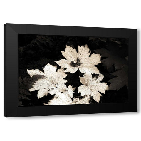 Ground Maple Black Modern Wood Framed Art Print by Stalowy, John