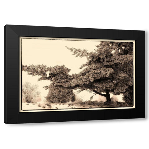 Hoar Frost Montana Black Modern Wood Framed Art Print with Double Matting by Stalowy, John
