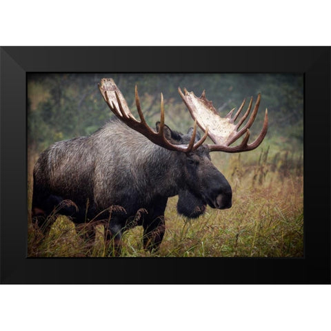 King of Alaska Black Modern Wood Framed Art Print by Stalowy, John