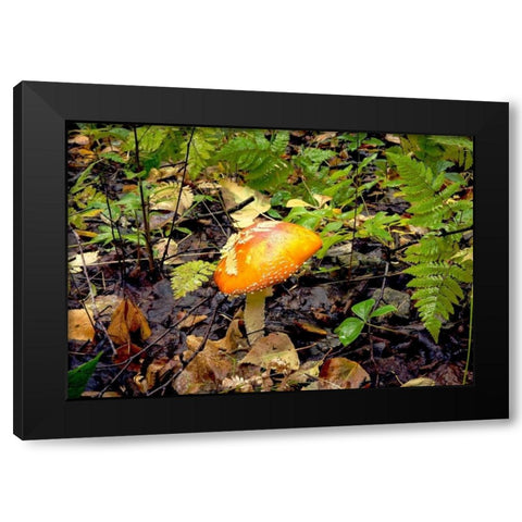 Mushroom 2 Black Modern Wood Framed Art Print by Stalowy, John