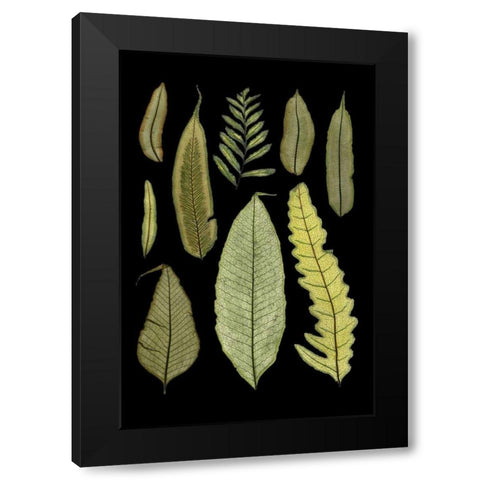 Ferns on Black II Black Modern Wood Framed Art Print by Unknown