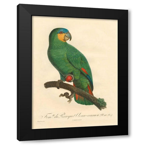 Barraband Parrot, PL 110 Black Modern Wood Framed Art Print by Barraband