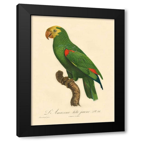 Barraband Parrot, PL 86 Black Modern Wood Framed Art Print with Double Matting by Barraband