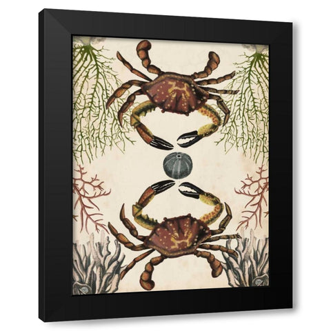 Antiquarian Menagerie - Crab Black Modern Wood Framed Art Print with Double Matting by McCavitt, Naomi