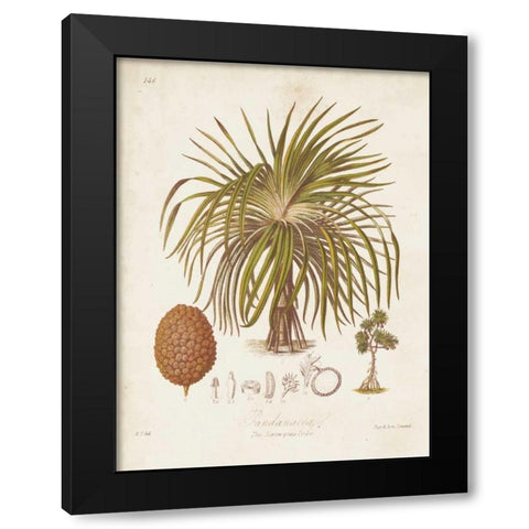 Antique Tropical Palm II Black Modern Wood Framed Art Print by Twining, Elizabeth
