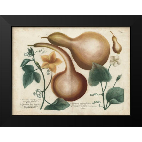 Exotic Weinmann Botanical I Black Modern Wood Framed Art Print by Weinmann