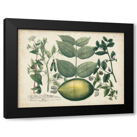Exotic Weinmann Botanical II Black Modern Wood Framed Art Print by Weinmann