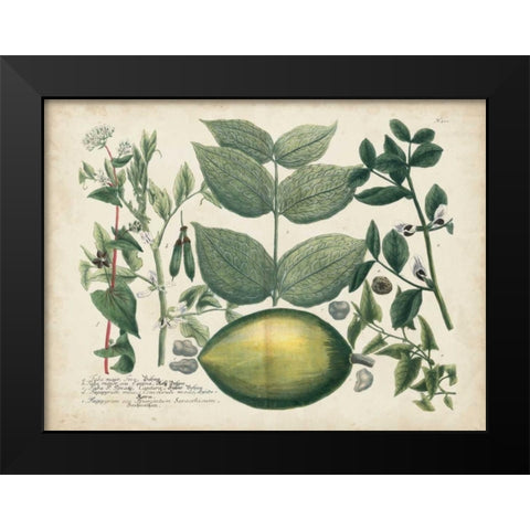 Exotic Weinmann Botanical II Black Modern Wood Framed Art Print by Weinmann