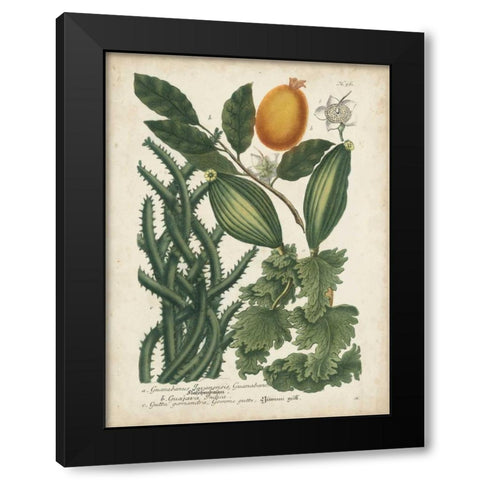 Exotic Weinmann Botanical III Black Modern Wood Framed Art Print by Weinmann