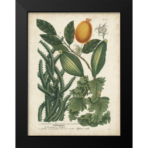 Exotic Weinmann Botanical III Black Modern Wood Framed Art Print by Weinmann