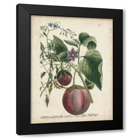 Exotic Weinmann Botanical IV Black Modern Wood Framed Art Print with Double Matting by Weinmann